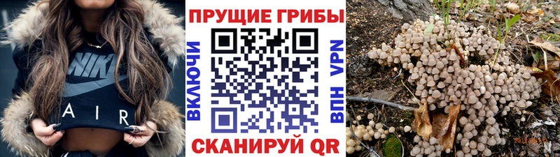 Галлюциногенные грибы Psilocybe  сайты даркнета наркотические препараты  Троицк 
